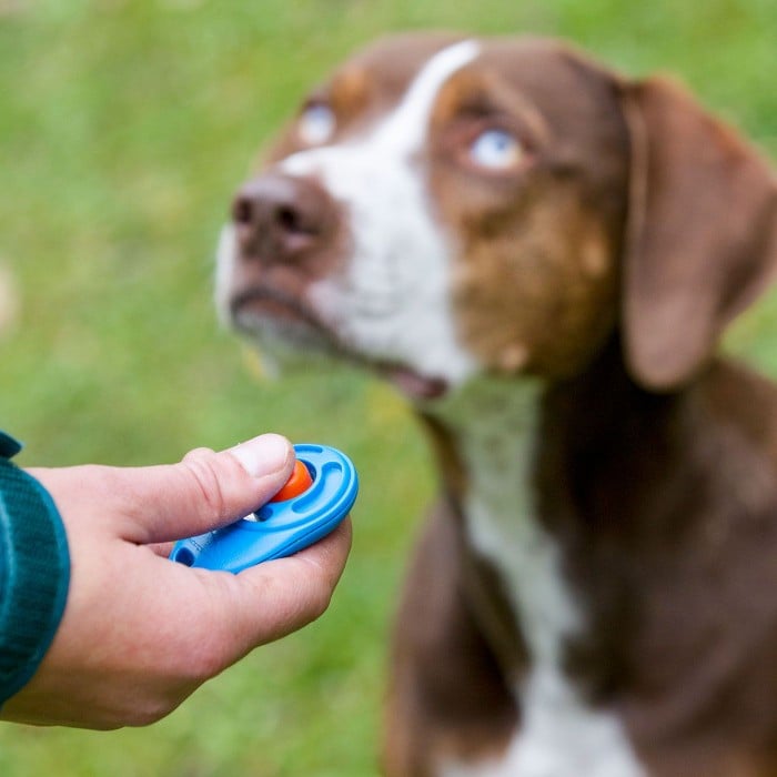 How to Clicker Train Your Dog at Home