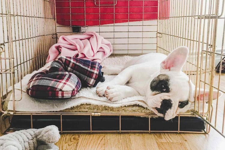 The Do&amp;#39;s and Don&amp;#39;ts of Crate Training a Puppy