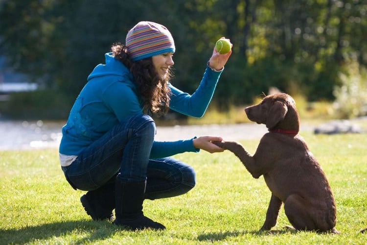 Why Training Your Dog Is So Important &amp;amp; How to Start
