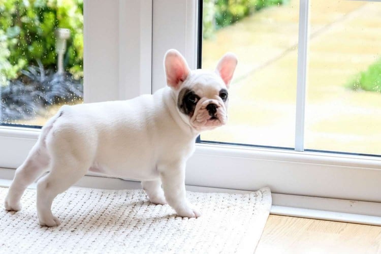 Must-Dos When Potty Training a Dog