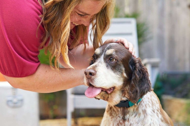 A Dog Trainer Explains How to Potty Train an Older Dog in 5 Steps