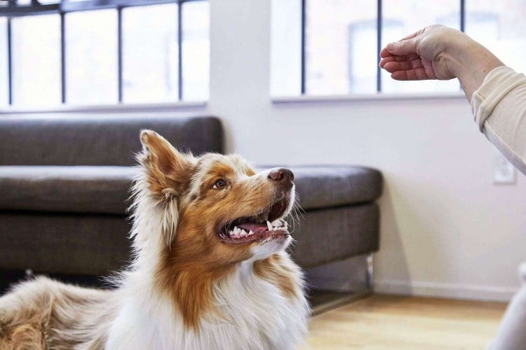 How to Teach a Dog to &amp;#34;Roll Over&amp;#34;