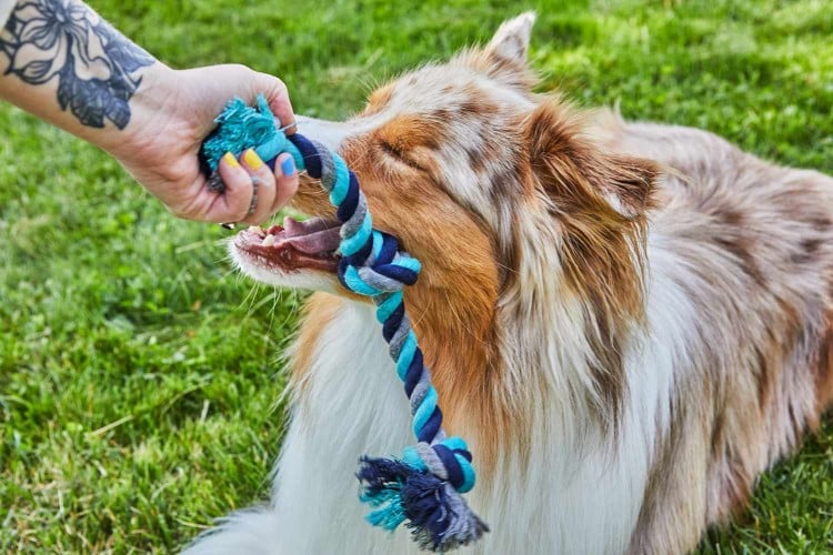 How to Teach Your Dog a &amp;#39;Drop It&amp;#39; Cue
