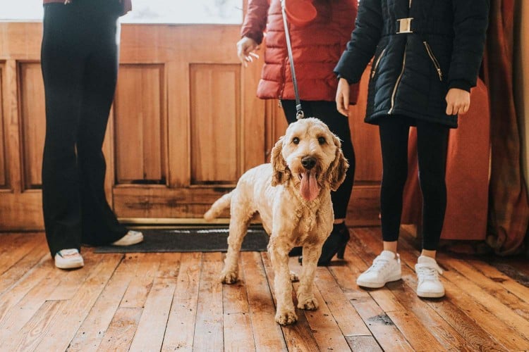 Why Do Dogs Shake?