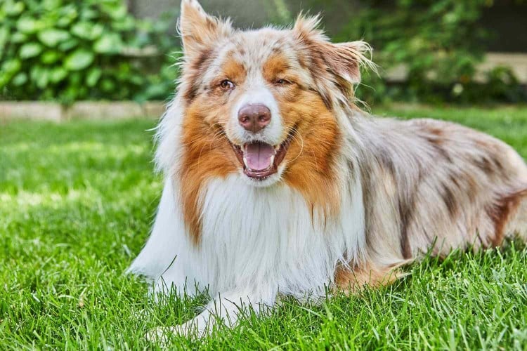 How to Teach Your Dog to Lie Down on Cue in 3 Easy Steps