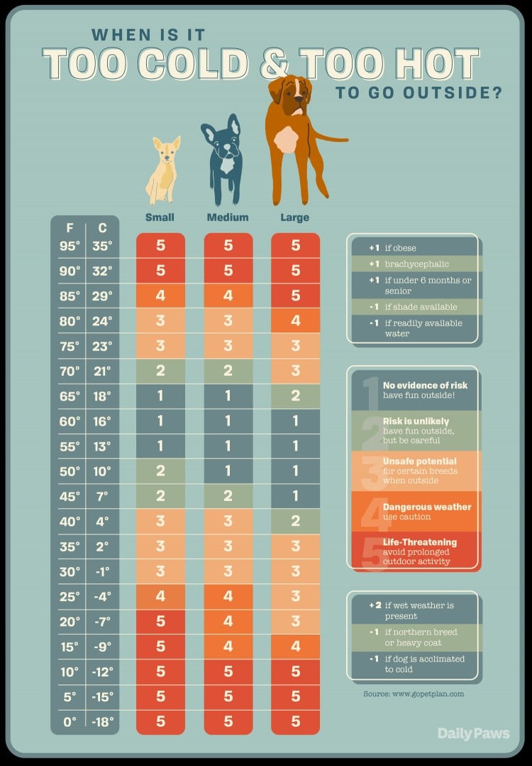 How Hot Is Too Hot for Dogs To Be Outside? Here&amp;#39;s What the Experts Say