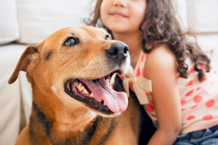 Can Dogs Have Asthma? How To Treat Your Pup&amp;#39;s Breathing Problems