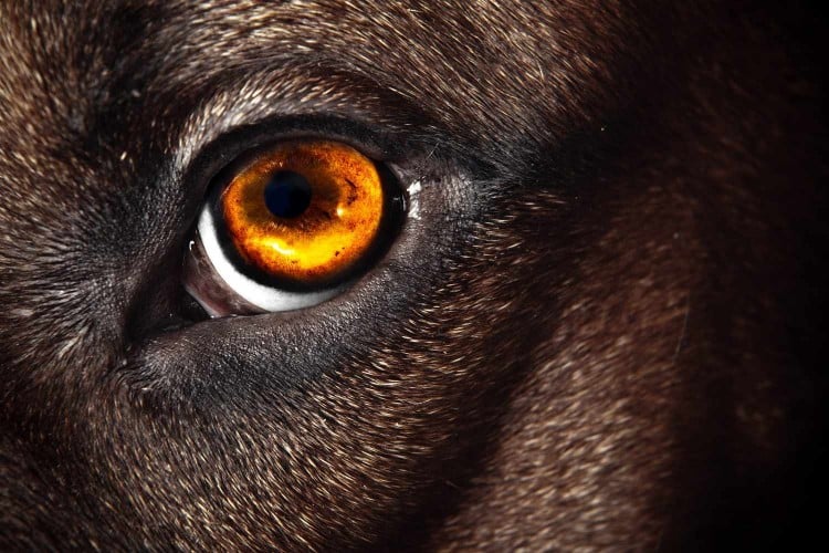 Can Dogs See in the Dark? Better Than Humans Can!
