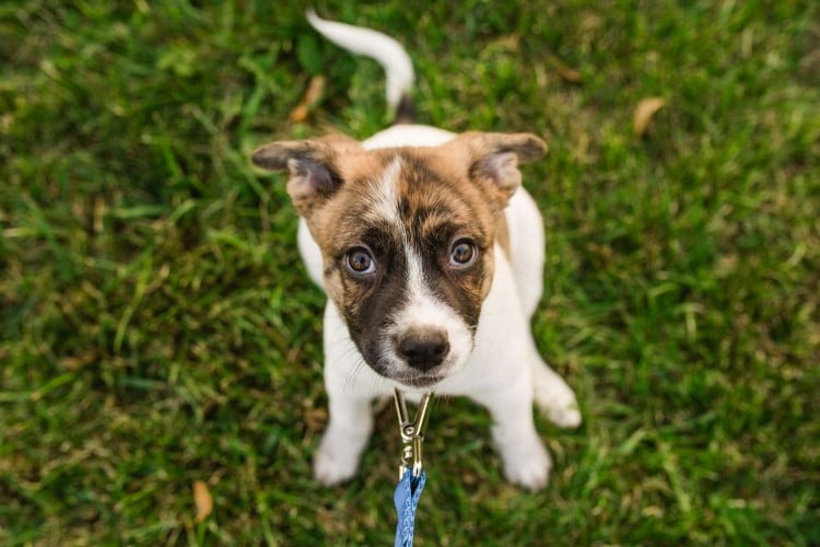 You Probably Should&amp;#39;ve Enrolled in Puppy Kindergarten Already