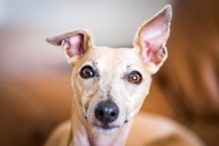 How to Treat &amp;amp; Prevent Ear Mites in Dogs