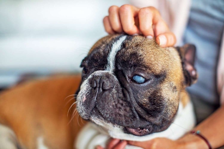 Why Are My Dog&amp;#39;s Eyes Cloudy?