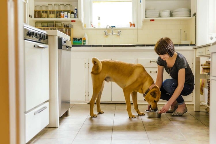 Coconut Oil for Dogs? It&amp;#39;s Safe, but Only in Small Amounts&nbsp;