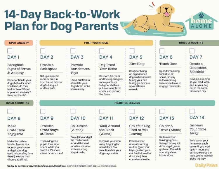 Home Alone: Your Post-Pandemic Guide to Ease Your Dog&amp;#39;s Anxiety When You Return to Work