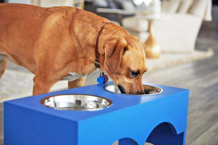 Could Your Dog Benefit from an Elevated Food Bowl? Here&amp;#39;s How to Tell, According to a Vet