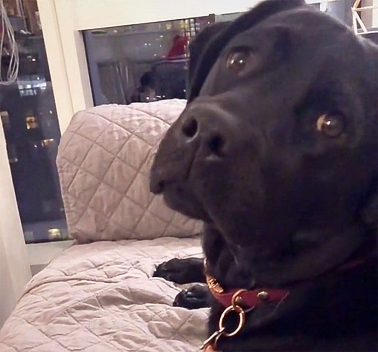 Watch This Sweet TikTok Service Dog Help Her Deaf Labrador Sister
