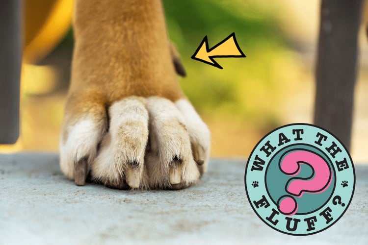 What the Heck Are Dewclaws and Why Do Dogs Have Them?