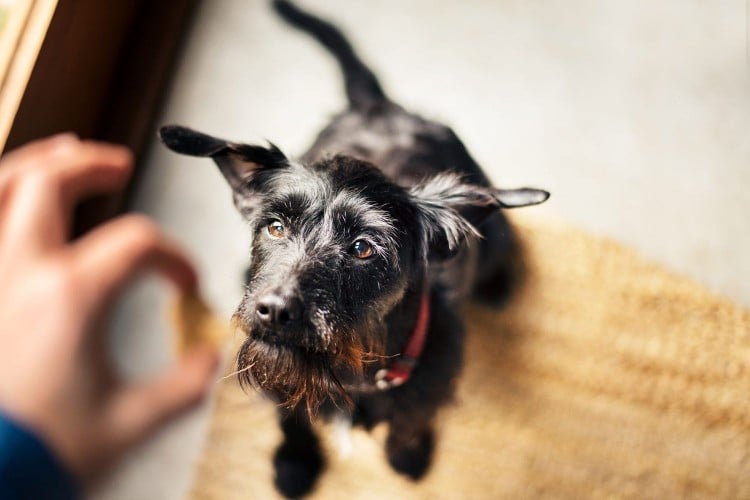 Why Dewormer for Dogs Is Oh-So-Important for Keeping Your Pup Healthy