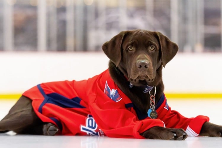 How the Washington Capitals&amp;#39; Team Dog Biscuit and Trainer Deana Stone Work Together to Help Veterans