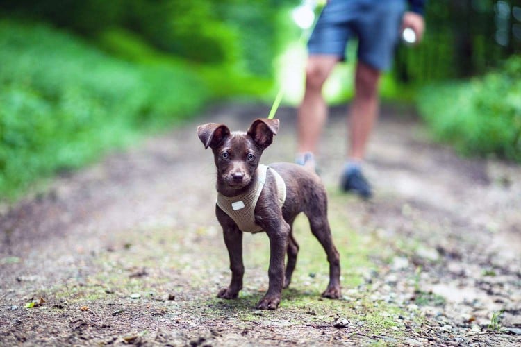Putting on Your Dog&amp;#39;s Harness Doesn&amp;#39;t Have To Be Hard&mdash;Here&amp;#39;s How