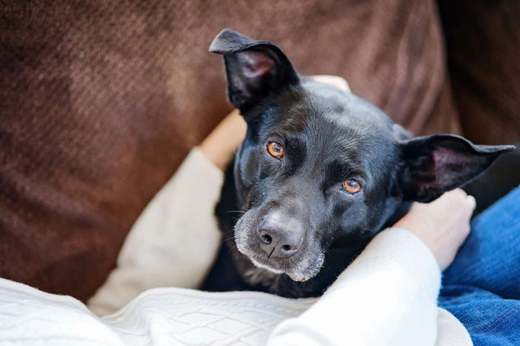 Can Your Dog Be a Therapy Dog? See If Your Pup&amp;#39;s Got the Right Stuff