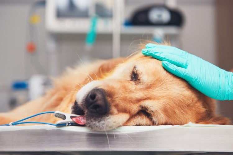 Anesthesia for Dogs: What It Means When Your Dog &amp;#39;Goes Under&amp;#39; for Surgery