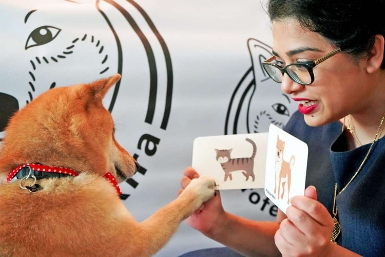 Shiba Inu Named &amp;#39;Professor Akira&amp;#39; Learns Math Through Flashcards, Is Possibly a Doggie Genius
