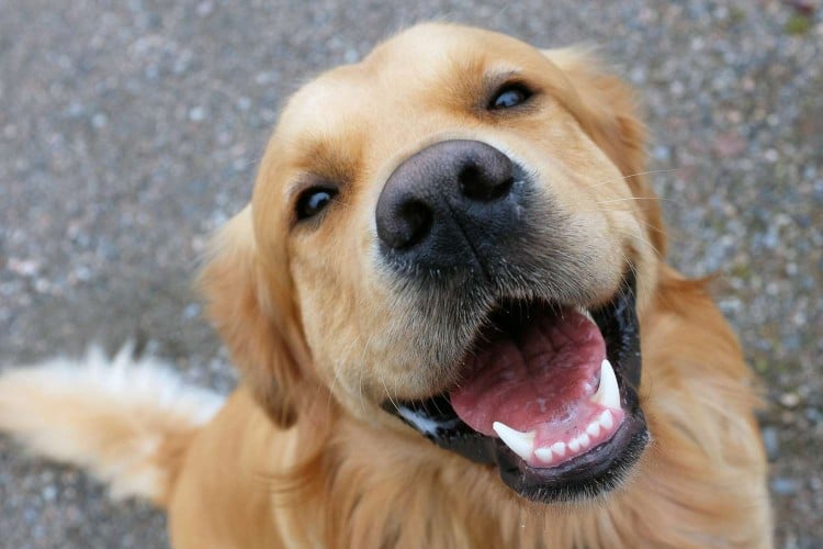 How To Identify and Treat Lymphoma in Dogs
