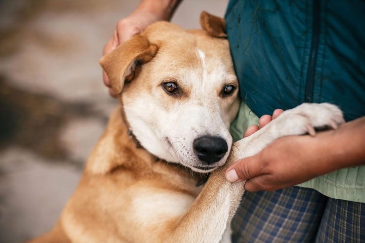 Could Your Dog Have Cancer? Keep an Eye Out For These Warning Signs