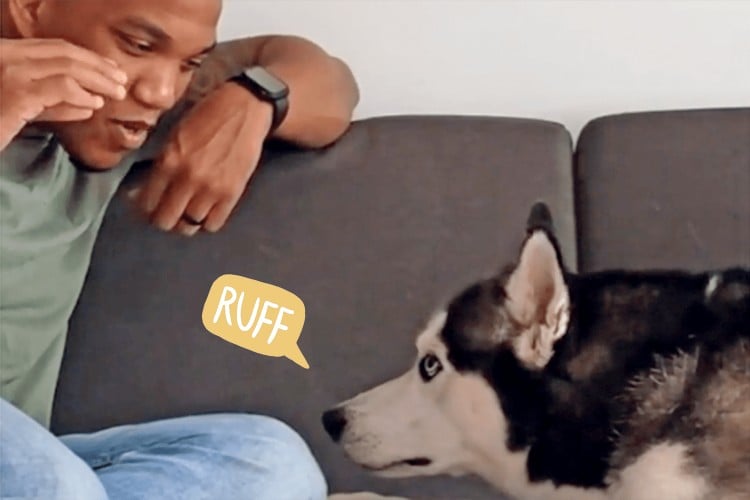 We&amp;#39;re Obsessed With This Dog Dad Teaching His Talkative, Eager Husky How To Whisper