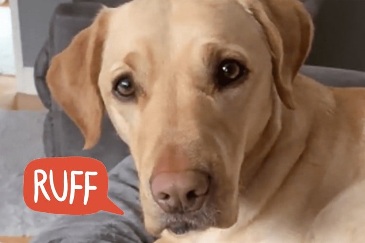 Labrador Retriever Korey Saved His Owner&amp;#39;s Life &amp;#39;Several Times,&amp;#39; Inspiring Her to Train More Diabetic Alert Dogs