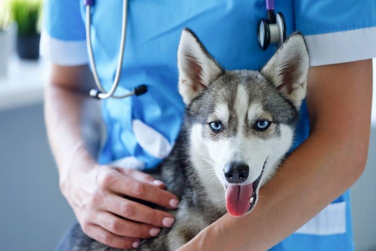 Is Your Dog Wheezing? Here&amp;#39;s What Might Be Causing It and When To Call a Veterinarian