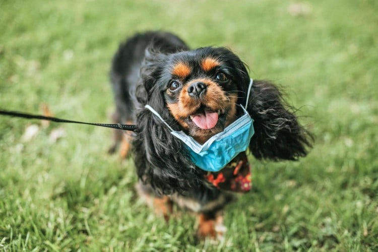 No, You Don&rsquo;t Need a Face Mask for Your Dog