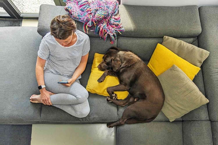 False Pregnancy in Dogs Is More Common Than You Think