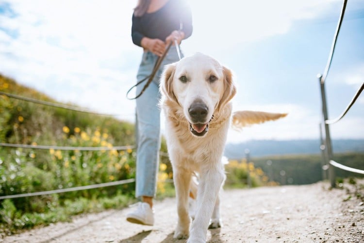 These 10 Dog Breeds Would Totally Win Gold at the Olympic Games