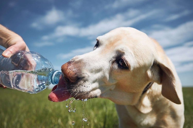 How Much Water Should a Dog Drink?
