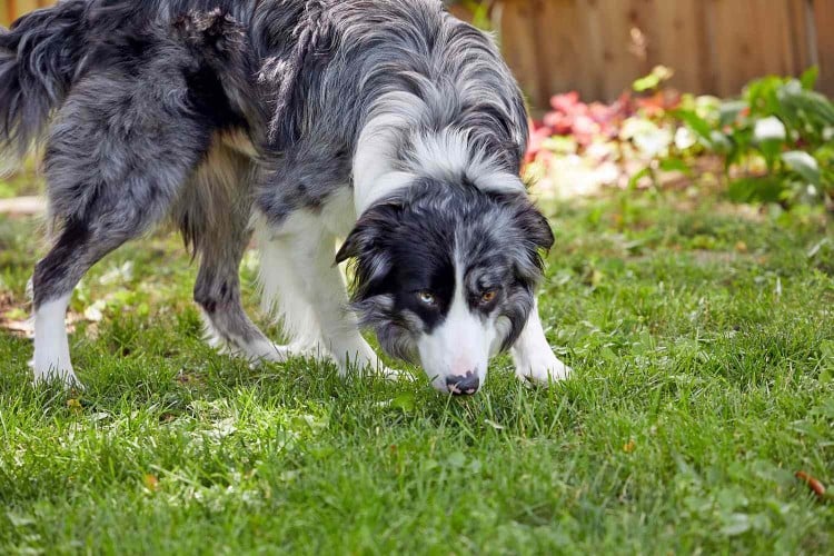 How Often Do Dogs Need to Pee? A Vet Explains