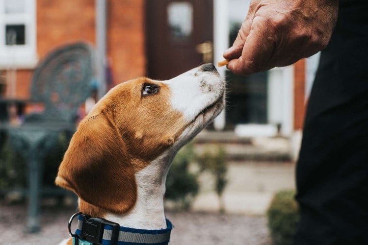 Vet-Approved Tricks for Giving Your Pets Pills