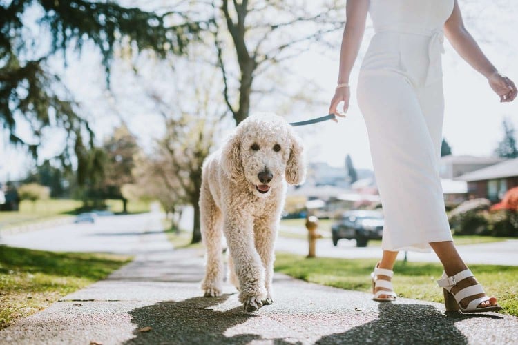 6 Ways to Keep Your Big Dog Breed Healthy and Happy