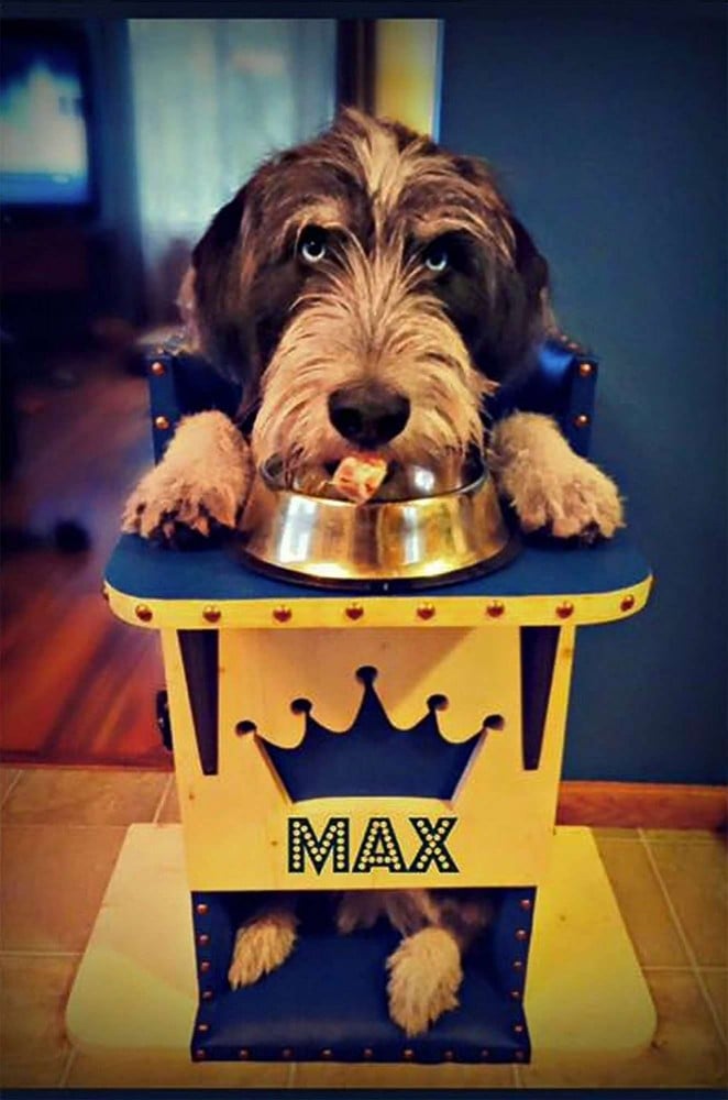 What Is Megaesophagus in Dogs? And How Can You Best Care For Your Pup If They Have It?