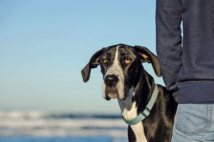 Osteosarcoma in Dogs: What You Need to Know