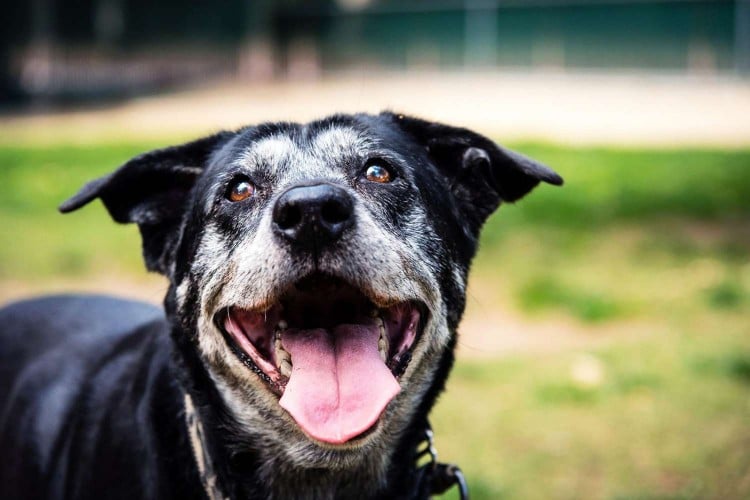 Can Senior Dogs Get Dementia or Alzheimers? We Asked a Vet