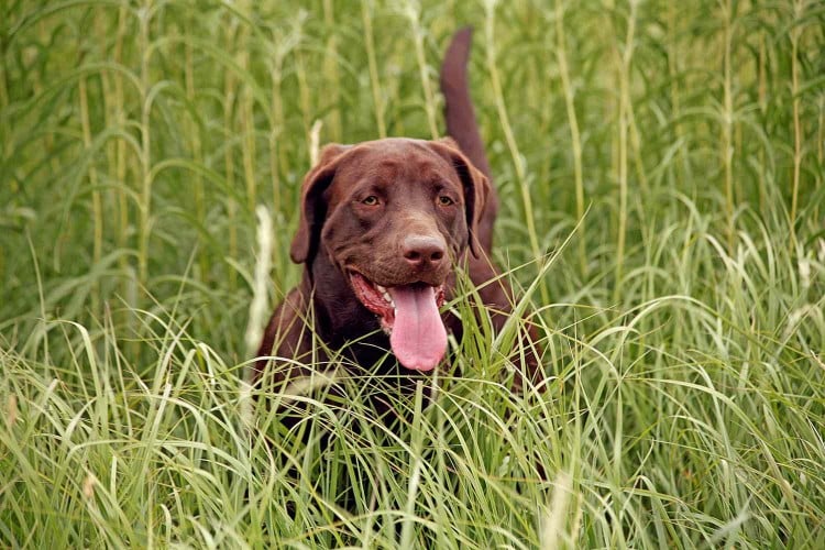 We Asked Vets About the Seresto Flea Collars. Here&amp;#39;s What You Should Know
