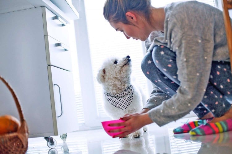 We Probably Need to Start Washing Our Dogs&amp;#39; Food Bowls More Often