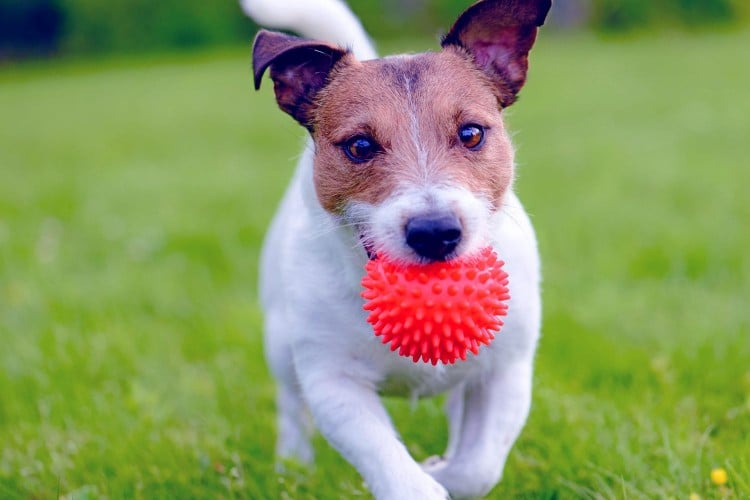 What to Do if Your Dog Eats Something Weird (and Possibly Dangerous)