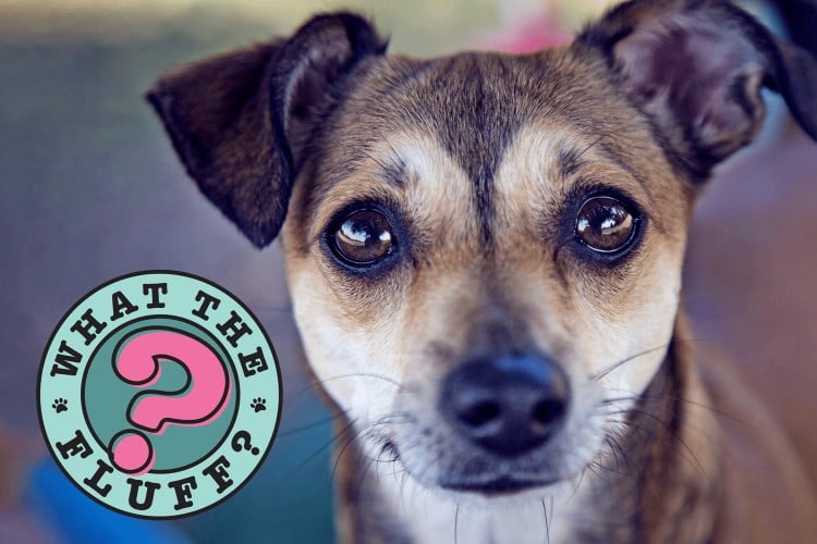 Why Do Dogs Have Whiskers? They&amp;#39;re Not Just For Looks!