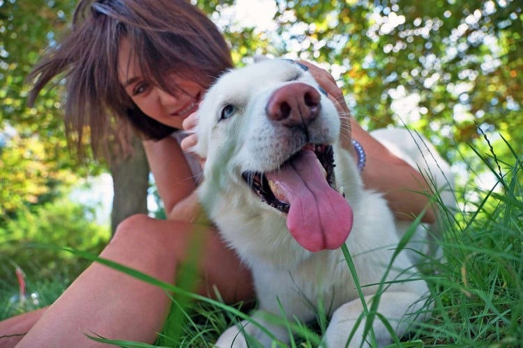 Could a Dog Chiropractor Help Your Dog&amp;#39;s Joint Pain?