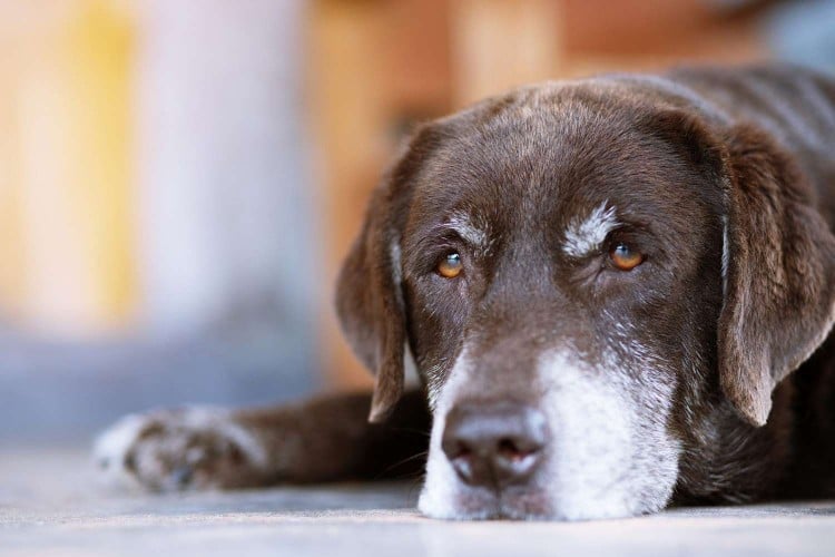 How to Know If Your Dog May Be Nearing the End of Their Life