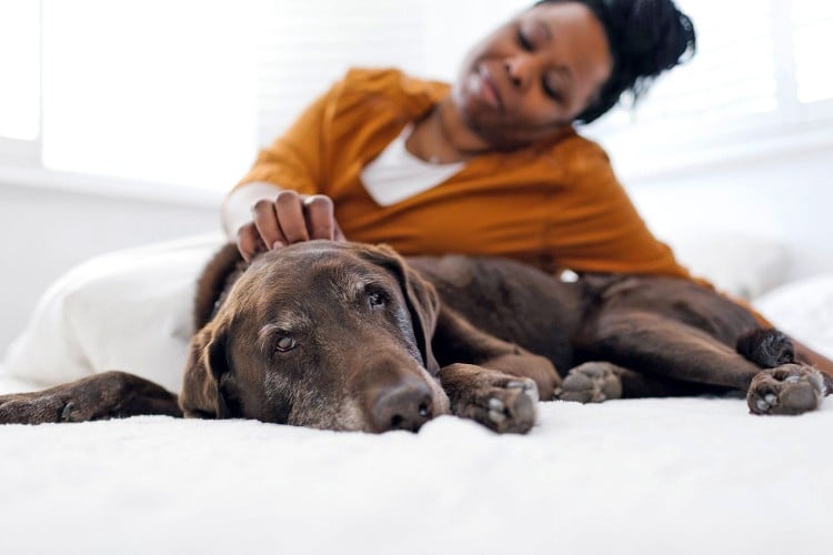 Everything to Know About Dog ACL Surgery Costs