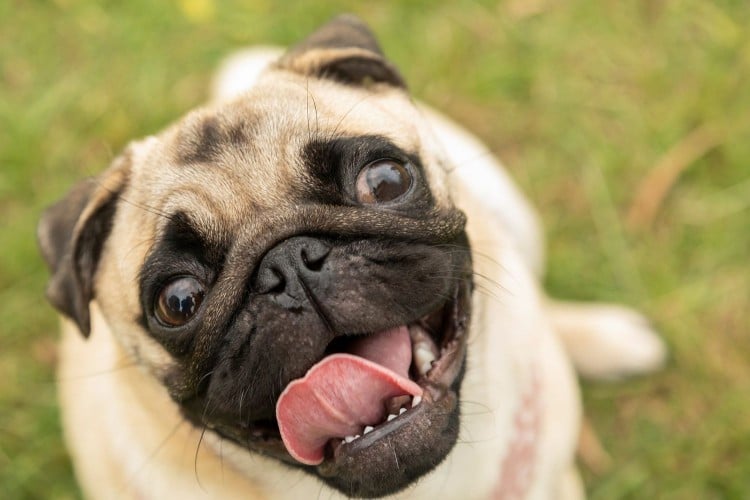 5 Mistakes You Might Be Making That Can Cause Your Pet Serious Harm