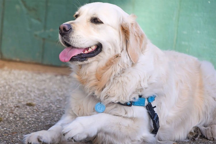 These Two Teens Want to Change How You Take Care of Your Pet